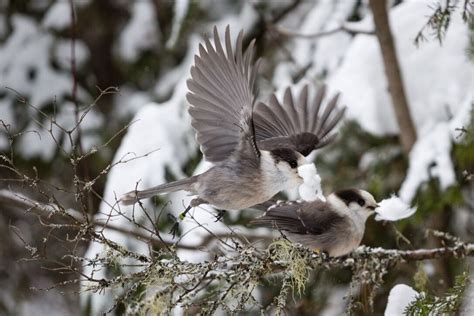 oh canada the canada jay gets its name back in time for the holiday