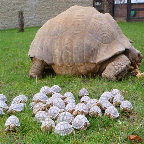 baby tortoises aww