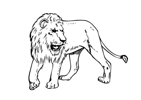 lion real animals coloring pages  kids printable  lion coloring