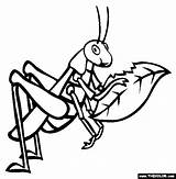 Grasshopper Coloring Pages Insect Locust Color Drawing Outline Kids Preschool Online Sheets Thecolor Printable Animals Colouring Sheet Insects Clipart Gif sketch template