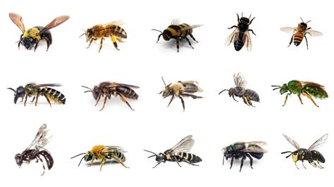 learn bee types  english common bee names bee species
