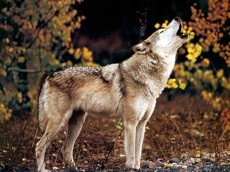 wolf howling wolves photo  fanpop