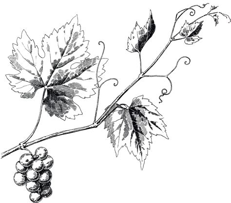 grape vine silhouette  getdrawings