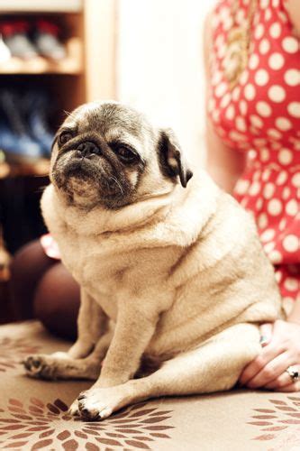 pug fat pug     pinterest