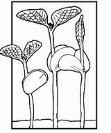 Coloring Plants Color Pages Seedling Printable Garden Childstoryhour sketch template