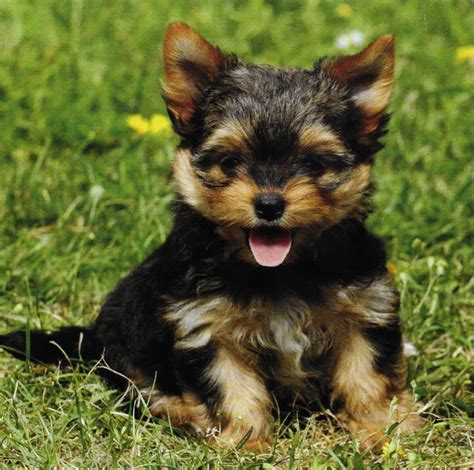 adorable  baby yorkshire terrier puppy aww yorkshireterrier