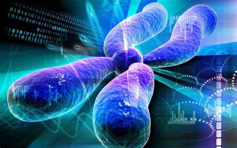 X Chromosome May Control Male Fertility Genetic Literacy Project