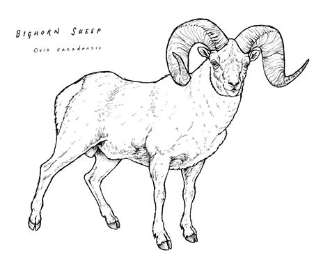 bighorn sheep coloring page etsy