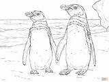 Humboldt Penguin Coloring Pair Pages Printable sketch template