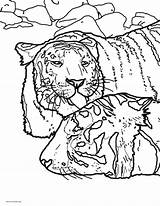 Tiger Coloring Pages Kitties Bath Sure Enjoy Than Water They Time sketch template