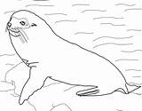 Seal Coloring Pages Printable Print Sheet sketch template