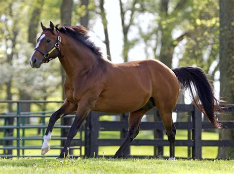 capping number  mares bred  stallions improve thorougbreds