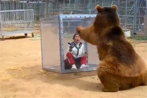 Grizzly Bear Pushes Glass Box With Screaming Woman Inside For Bizarre