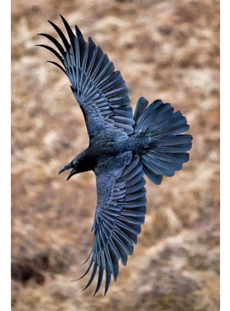 raven showing   aerial skills  flight raven wings raven bird raven tail crow art