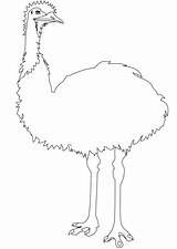 Emu Coloring Ausmalbild Ausdrucken Kostenlos Kategorien sketch template
