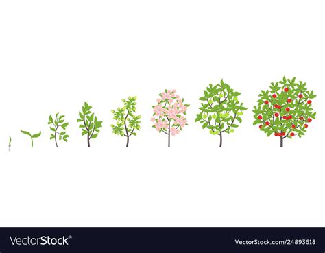 Cherry Tree Growth Stages Royalty Free Vector Image