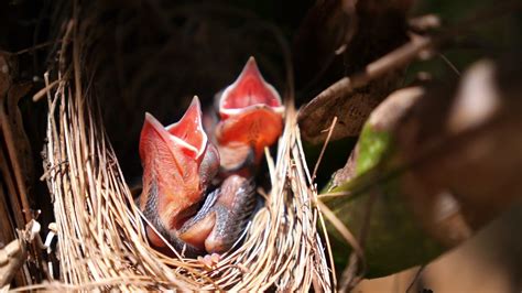 pink open mouthed baby birds  nest stock video footage storyblocks
