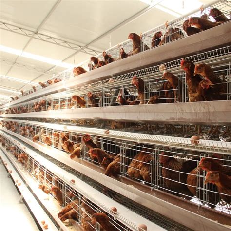 jinmuren high quality commercial layer cage  type layer cages chicken
