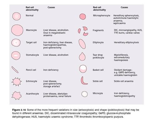 red cell abnormalities 생물학