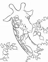 Giraffe Coloring Kids Korner Pages Animals Enterprises Dmg Tastiest Provided Leaves Network Ausmalbilder sketch template