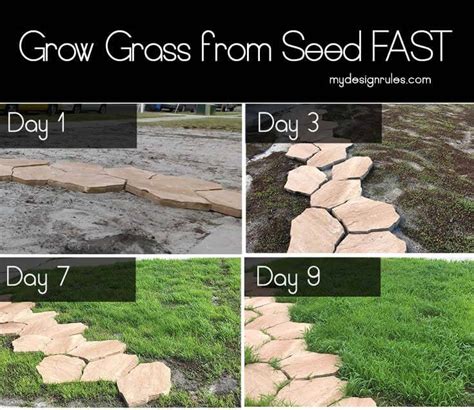 grow grass  seed  florida   pro  design rules
