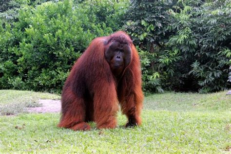 image borneo orangutanjpg jungle book wiki fandom powered  wikia