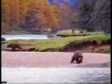 grizzly man  death audio video dailymotion
