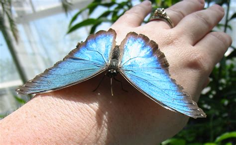 blue morpho butterfly facts biological science picture directory pulpbitsnet
