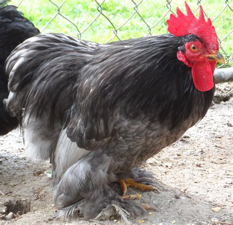blue cochin bantam rooster rooster cochin chickens chickens