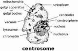 Centrosome Triplet Centriole sketch template