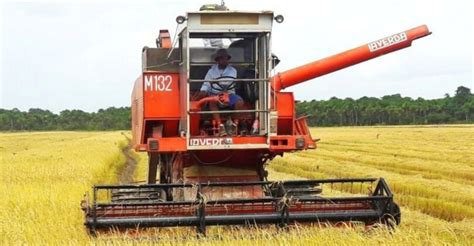 despite challenges rice farmers remain resilient — ramsammy guyana standard