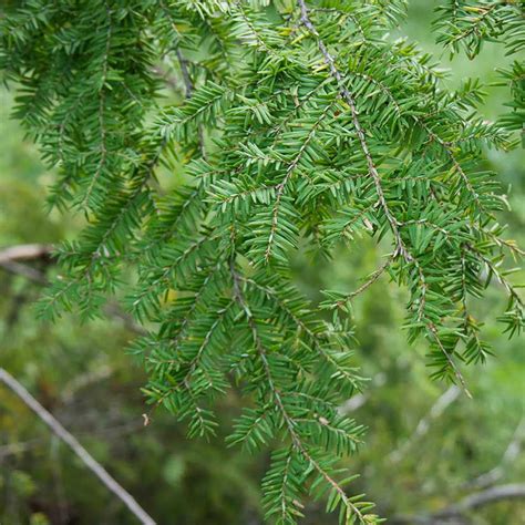 canadian hemlock hedges  sale  arbor days  tree nursery