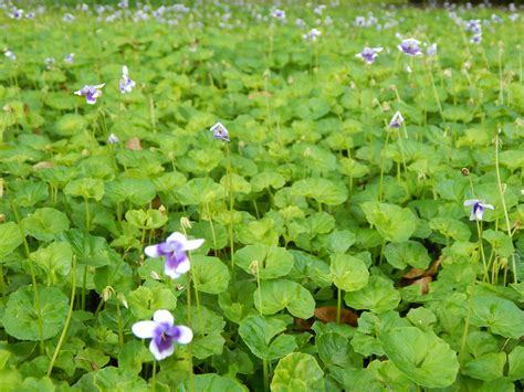 flowering ground covers  smarty plants