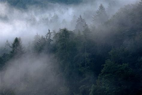 alpiner nebelwald stefan hradetzky naturfotografie