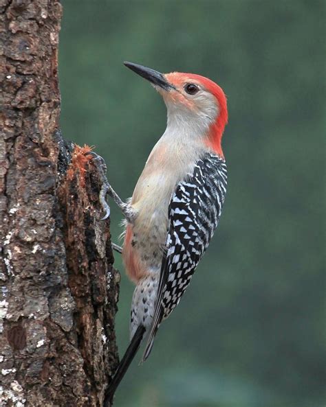 Red Bellied Woodpecker Outdoor Alabama