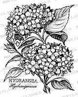 Hydrangea Coloring Pages Botanical Psx Flower Drawing Drawings Hydrangeas Getdrawings Classics Tattoo Patterns Book Flowers 보드 선택 Choose Board Template sketch template