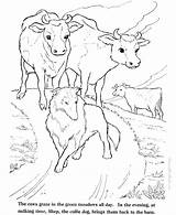 Pages Coloring Rockies Colorado Getcolorings Cow sketch template