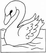 Cisnes Cisne Dibujar Patos Imágenes Variedad Pintados Enamorados sketch template