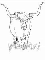 Longhorn Coloring Drawing Cattle Buffalo Cow Drawings Pages Texas Printable Boots Cowboy Animal Draw Hat Outline Cows Bull Colouring Animals sketch template