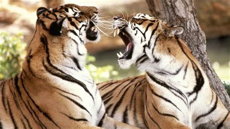 bengal tigers fighting snarling