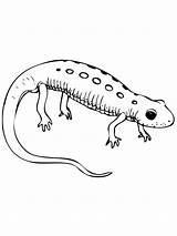 Newt Spotted Colorare Salamander Disegni Supercoloring Tritone Amphibian Disegnare sketch template