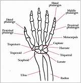 Hand Bones Anatomy Wrist Skeleton Diagram Drawing Arm Carpal Joint Labels Chart Google Movements Ligaments Tendons Diagrams Medicinebtg Getdrawings sketch template