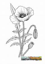 Poppy Coloring Drawing Flower Pages Visit sketch template