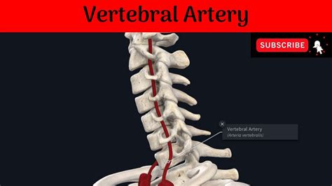 vertebral artery origin termination parts  relationsbranche   vertebral