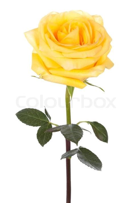 Single yellow rose on a white background   Stock Photo  