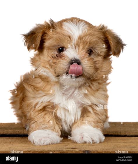 small brown fluffy puppy licking  nose sitting   wooden stock
