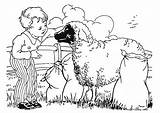 Sheep Coloring Boy Pages Large Edupics sketch template