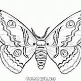 Borboleta Motyl Farfalla Papillon Mariposa Colorear Snowman Kolorowanka Outono Voa Upadku Autunno Locie Farfalle Drodze Zamku Butterfly Lautomne Airs Vole sketch template