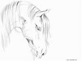 Horse Head Coloring Pages Print Realistic Getdrawings Color Getcolorings Printable Colorings Olegratiy sketch template