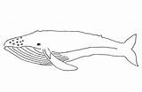 Whale Coloring Pages Kids Printable Animal sketch template